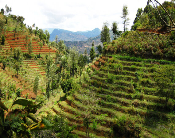 Farmland Management